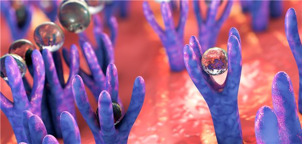 Der Rezeptor TREM2 ist nicht nur membranständig. In seiner löslichen Form dient er als Marker für NAFLD bzw. NASH. (Symbolbild)
