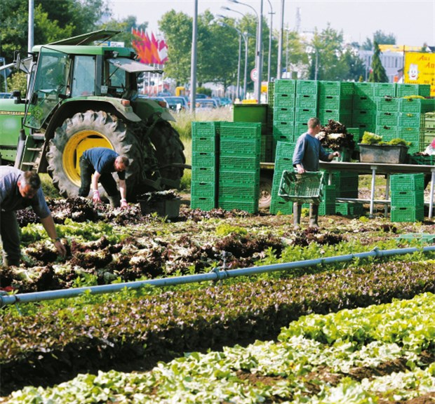 Salatanbauer sucht auf originelle Weise nach Investoren Der Salatanbau ist ein florierendes Geschäft - solange das Wetter mitspielt. Denn ein Gewitter kann schnell eine Ernte vernichten.