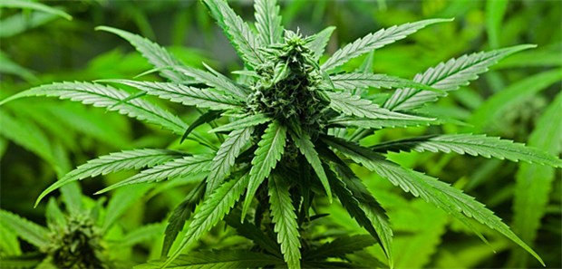 Cannabis-Anbau für Schmerzpatienten erlaubt! Der Schwerkranke baute Cannabis-Pflanzen zu Hause an.