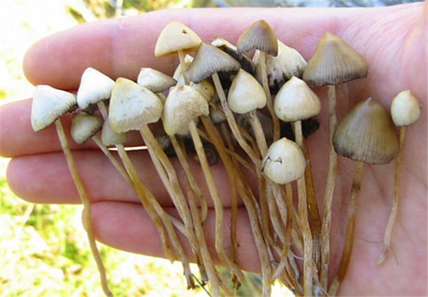 Pilz-Halluzinogen soll Ängste bei Krebs lindern Der Spitzkeglige Kahlkopf (Psilocybe semilanceata).