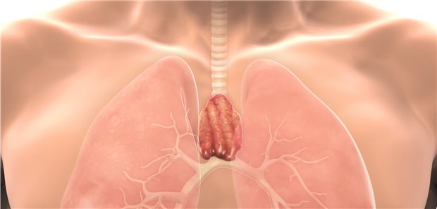 Schwangerschaft: Gut, dass es RANK/L und den Thymus gibt Der Thymus im Fokus: Forscher haben jetzt die Funktion der Drüse bei Schwangeren unter die Lupe genommen.