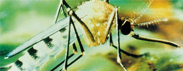 Dengue-Fieber gefährdet auch Reisende Der Tigermosquito gehört zu den Überträgern von Dengue-Fieber. Die Mücke sticht tags und nachts.