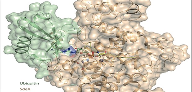 Forscher entwickeln Antibiotika-Alternative Der Trick: Das toxische SdeA (braun) bindet Ubiquitin (grün) an sich.