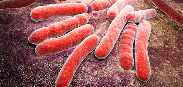Tuberkulose - tödliche Gefahr seit 136 Jahren Der Tuberkulose-Erreger Mycobacterium tuberculosis in seiner Pracht.