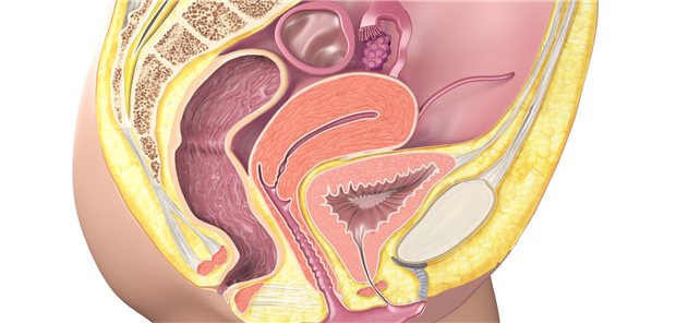 Der Urogenitaltrakt der Frau: Im Fokus vieler Forschungen zur Menopause – und zu Möglichkeiten, damit assoziierte Beschwerden zu lindern.&#xA;