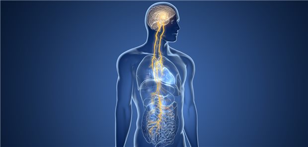 Der Vagusnerv verläuft vom Schädel über den Hals durch die Brusthöhle bis in den Bauchraum