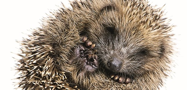 Was Mensch, Igel, Fledermaus und Lemur jetzt tun Der Winter kommt, das spüren auch Igel - und rollen sich ein.