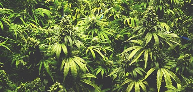 Steigender Drogenkonsum bereitet Sorgen Der aktuelle Drogenbericht belegt: Über 7 Prozent aller Jugendlichen haben innerhalb des letzten Jahres einmal Cannabis konsumiert.