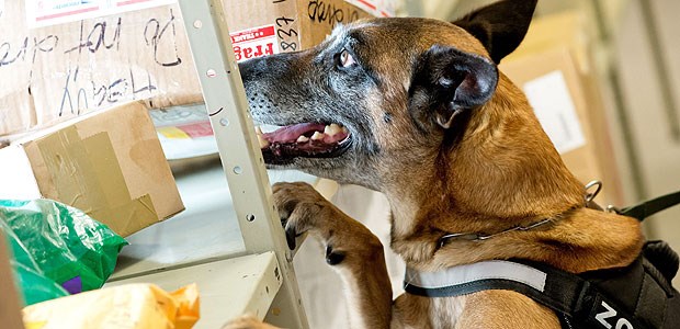 Tierischer Einsatz gegen Dopingmittel Der auf Doping spezialisierte Spürhund "Quitta" schnüffelt während einer Übung vom Zollamt in der Hafencity Hamburg an Paketen.