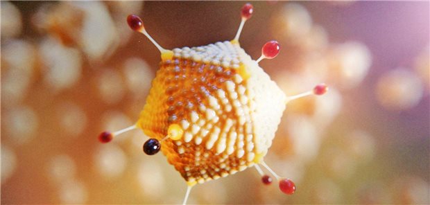 Vektor-basierte Corona-Vakzine mit 70 Prozent Wirksamkeit Der für den Impfstoff genutzte Virus-Vektor: Er basiert auf einem abgeschwächten Schimpansen-Adenovirus, das nach der Impfung die Oberflächen-Spike-Proteine von SARS-CoV-2 präsentiert.