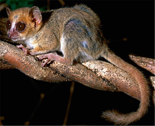 615 neue Arten auf Madagaskar entdeckt Der kleinste Primat der Welt: Ein 30 Gramm leichter Berthe-Mausmaki.