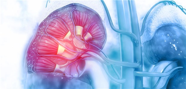RAAS-Hemmer auch bei niedriger GFR von Vorteil Der komplizierte Filter-Apparat der Niere: Was passiert, wenn bei schlechter Filtrationsleistung RAAS-Hemmer abgesetzt werden?