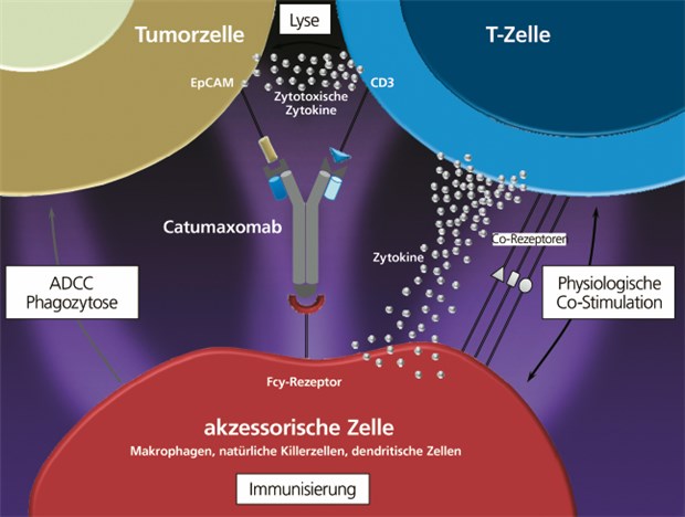Der monoklonale Antikörper Catumaxomab (Removab®) dirigiert Abwehrzellen zu den Krebszellen. © Fresenius Biotech