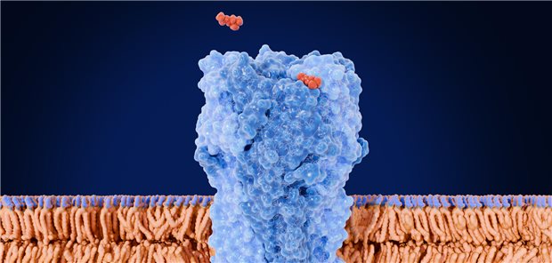 Der nikotinerge Acetylcholin-Rezeptor, an dem bei Patienten mit Myasthenia gravis Autoantikörper die Erregungsübertragung blockieren.