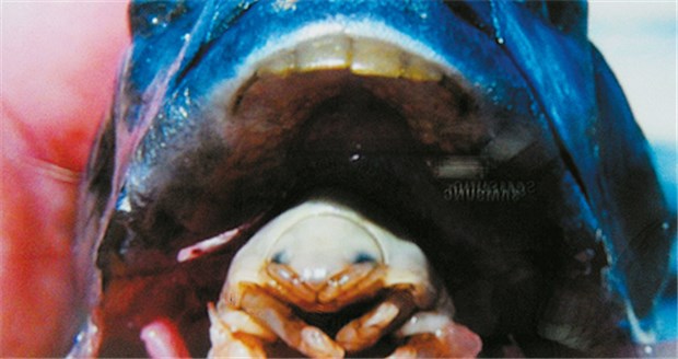 Die unheimliche Welt der Parasiten Der parasitische Krebs Cymothoa exigua lebt wie ein Alien im Maul seines Wirtes.