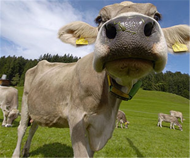 Auf der Alm, da gibt's kein Asthma Der regelmäßige Kontakt mit Kühen senkt das Risiko, an bestimmten Allergien zu erkranken.