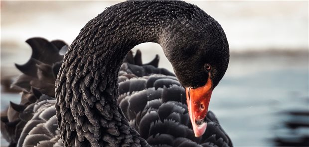 Der „schwarze Schwan“ als Metapher für ein seltenes und unerwartetes Ereignis.