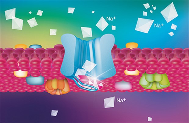 Der späte Natriumeinstrom (INa-late) ist bei Patienten mit wiederkehrenden Ischämien pathologisch erhöht. Ranexa® durchbricht diesen Circulus vitiosus auf zellulärer Ebene und erhöht so die Myokardperfusion.