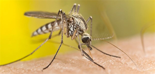 Haben manche Menschen tatsächlich "süßes Blut"? Der viele Regen der letzten Tage hat scharenweise Mücken hervorgebracht.