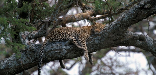 Deutsche gestehen Faulheit Deutscher Leopard?