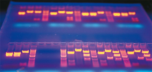 Mammutprojekt Personalisierung Diagnostik bringt Licht ins Genom: Welche Gene sind mit im Spiel, die die Krebstherapie beeinflussen könnten?