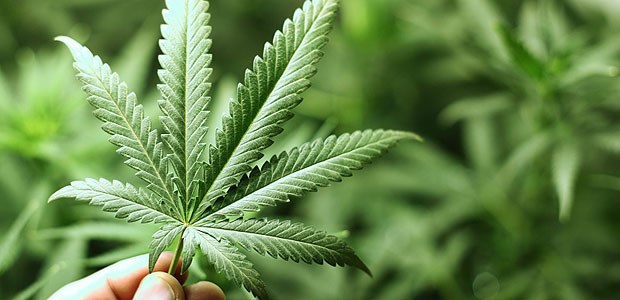 Kiffen wird legal - und besteuert Die Abgabe von Cannabis wird in Colorado erlaubt.