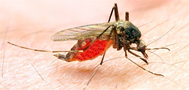 Zika-Angst der Reisenden Die Aedes-Mücke als Überträgerin des Zika-Virus sticht im Gegensatz zu anderen Mücken auch tagsüber.