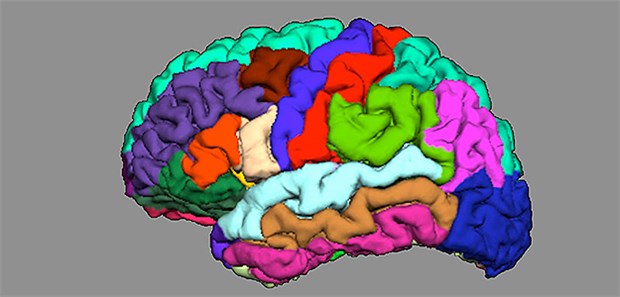 Psychosen per MRT vorhersagen Die Anatomie des Gehirns kann Hinweise auf das Entstehen von Psychosen liefern. Vereinfachte Darstellung der kortikalen Faltung in verschiedenen Hirnregionen.