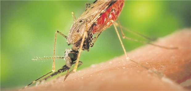 Eine Anopheles-Mücke