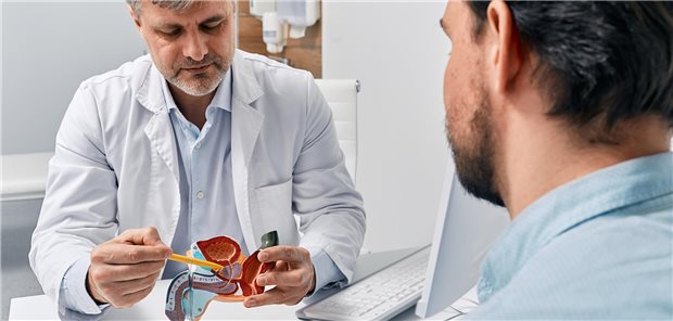 Ein Urologe berät einen Patienten und erklärt ihm Behandlungsmethoden anhand eines anatomischen Modells des männlichen Fortpflanzungssystems.