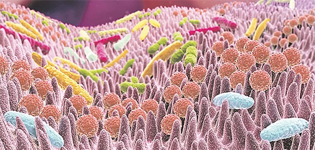 Die Art der Darmflora hat Einfluss auf entfernte Schleimhäute.