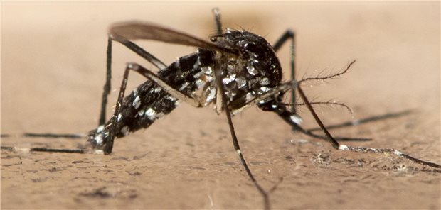 Die Asiatische Tigermücke (Aedes albopictus)