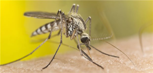 Die Asiatische Tigermücke etabliert sich zunehmend in weiten Teilen Europas und überträgt das Chikungunya- und das Dengue-Virus.