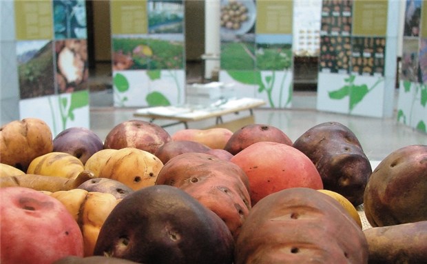 Wunderknolle auf Wanderschaft Die Ausstellung zeigt viele in Europa unbekannte Kartoffelsorten.