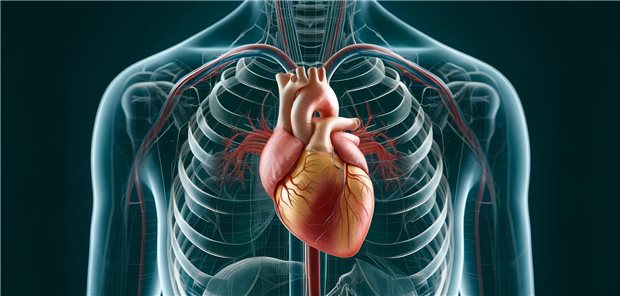Modell des Thorax mit Hervorhebung des Herzens und der großen Gefäße