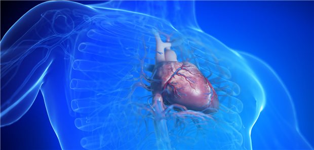 Schematische Zeichnung eines Herzens im Thorax