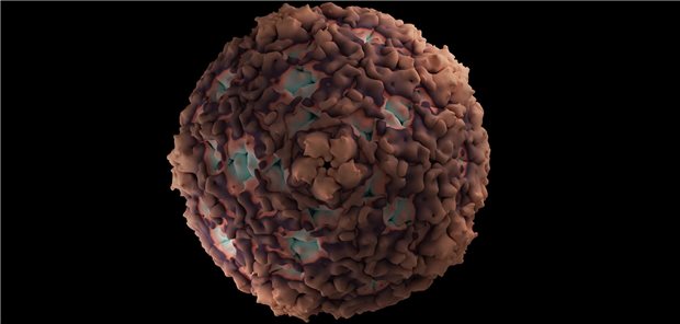 Abbildung des Enterovirus