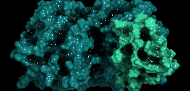 Dreidimensionale Darstellung des Proprotein-Convertase-Subtilisin-Kexin Typ 9 (PCSK9)-Proteins.