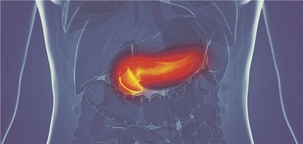 Die Betazellen im Pankreas werden beim immunologisch vermittelten Typ-1-Diabetes vom Immunsystem zerstört.