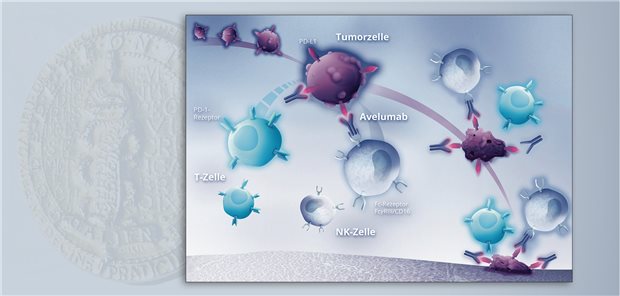 Wirkmechanismus: Die Bindung von Avelumab an PD-L1 auf Tumorzellen restituiert die T-Zell-vermittelte Immunantwort und aktiviert über Natürliche Killerzellen die Tumorzell-Lyse. Beide Mechanismen zerstören Tumorzellen. 
