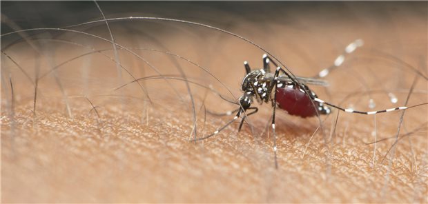 WHO mahnt zur Wachsamkeit wegen Dengue-Fieber Die Blutmahlzeit ist beendet. Sind dabei auch Viren übertragen worden?