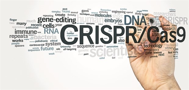 Die Keimbahntherapie ist nur noch eine Frage der Zeit Die CRISPR-Technik könnte die Keimbahntherapie erleichtern.