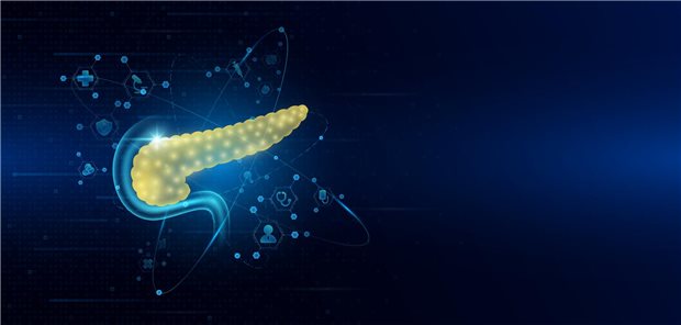 Modell der Bauchspeicheldrüse