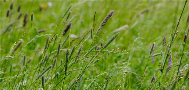 Aufnahme mit selektivem Fokus auf ein Feld voller grünem Lieschgras.