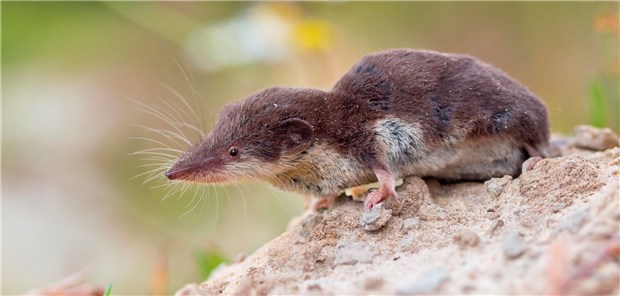 Tödliche Enzephalitiden durch Bornaviren aus Spitzmäusen Die Feldspitzmaus (Crocidura leucodon) ist das einzige bei uns bekannte Reservoir des „Borna Disease Virus 1“ (BoDV-1).
