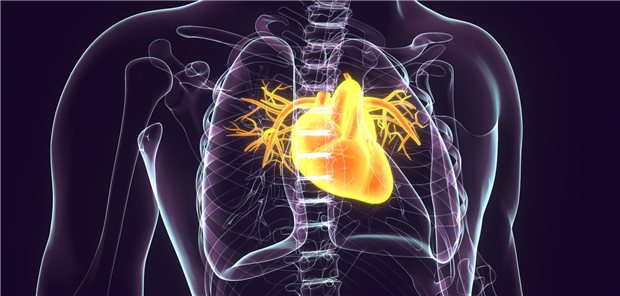 Dreidimensionale Illustration des menschlichen Herz-Kreislauf-Systems.