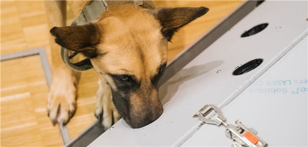 Die Geruchsrezeptoren von Hunden sind so empfindlich, dass sie krankheitsspezifische Gerüche wahrnehmen können.
