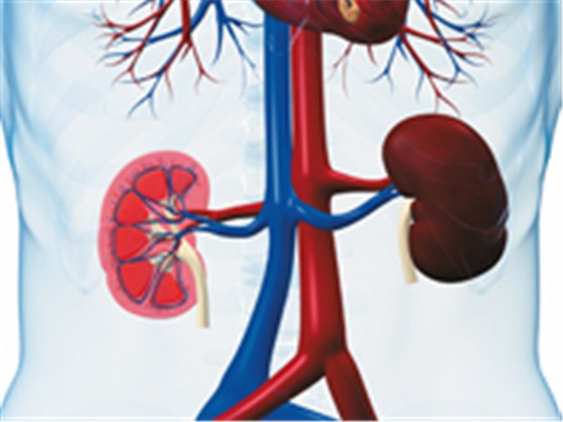 Die Gesundheit der Nieren ist ein wichtiges Kriterium bei der Auswahl von Antihypertensiva. © Sebastian Kaulitzki / fotolia.com