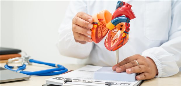 Eine Ärztin sitzt an einem Schreibtisch und bespricht anhand eines anatomischen Modells des menschlichen Herzen mit einem Patienten seine Herzerkrankung und die notwendige Behandlungsschritte.
