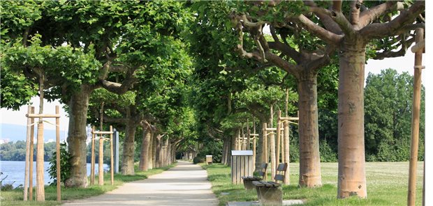Die Haare der Platanen können zwar Husten auslösen, haben aber auch eine wichtige Funktion als Biofilter.